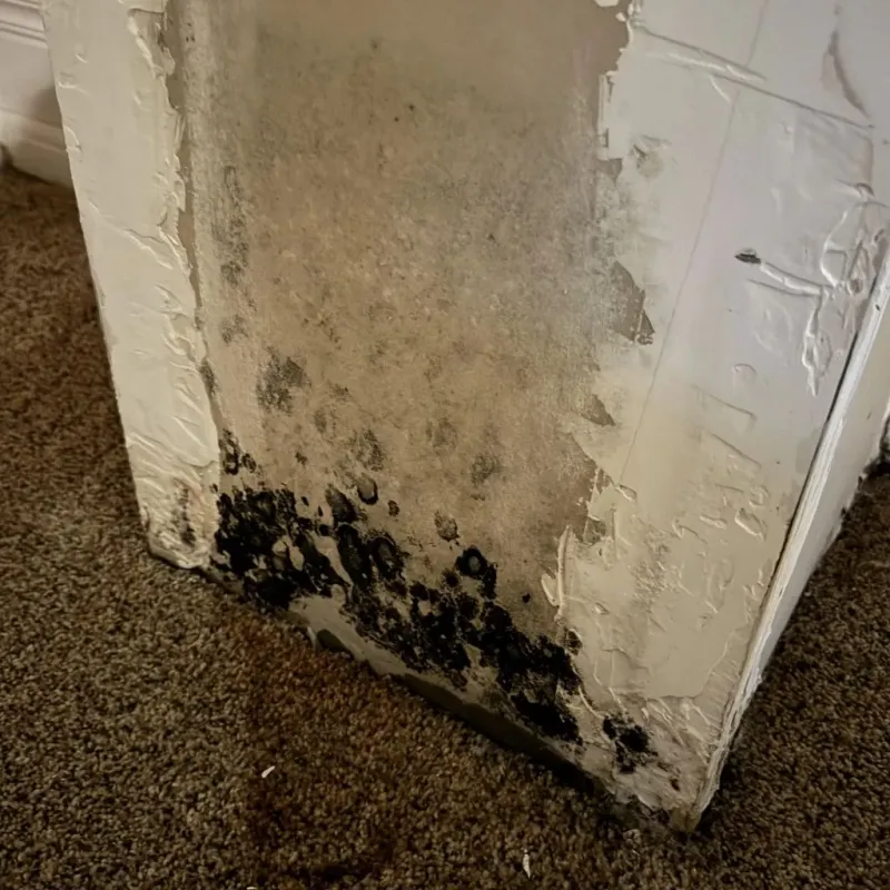 Professional Mold Removal in Lewiston, MN